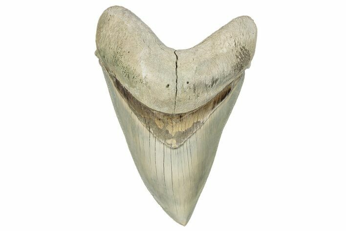 ” Fossil Aurora Megalodon Tooth - Aurora, North Carolina #291726